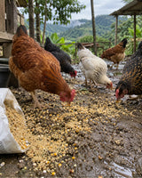 Kit x4 Comederos para Aves — necesidad que resuelve